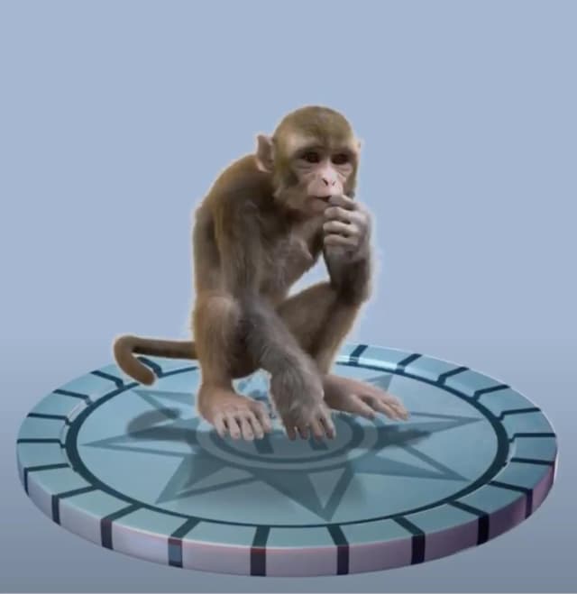 Monkey